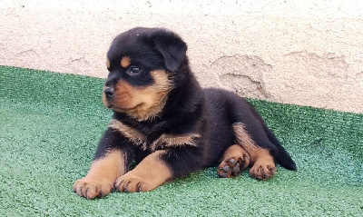 CHIOT