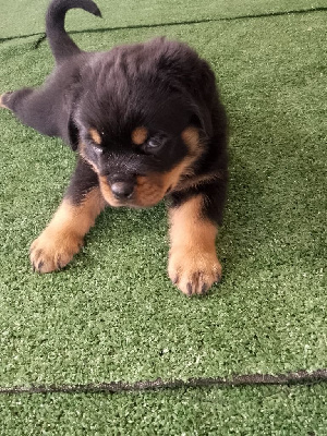 CHIOT