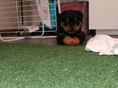 CHIOT