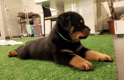 CHIOT