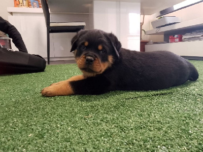 CHIOT