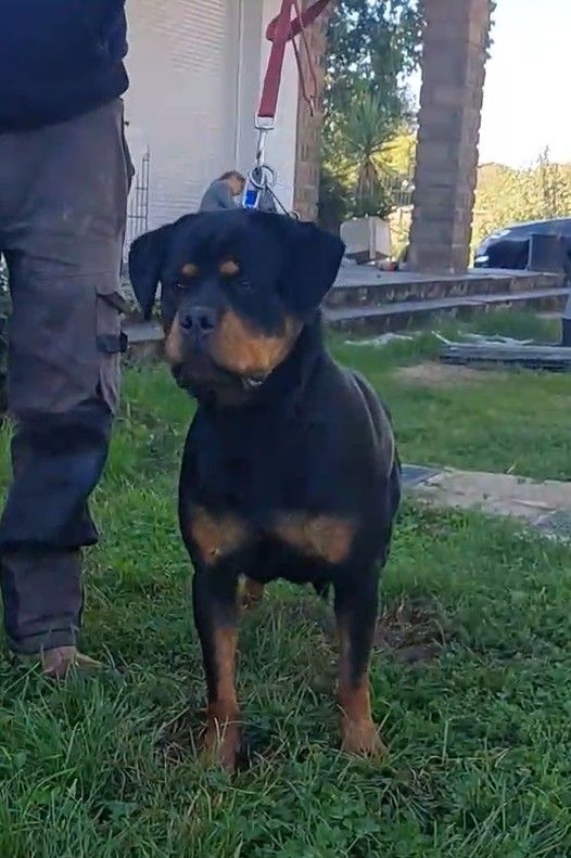 De La Vallée Du Tarn - Chiots disponibles - Rottweiler